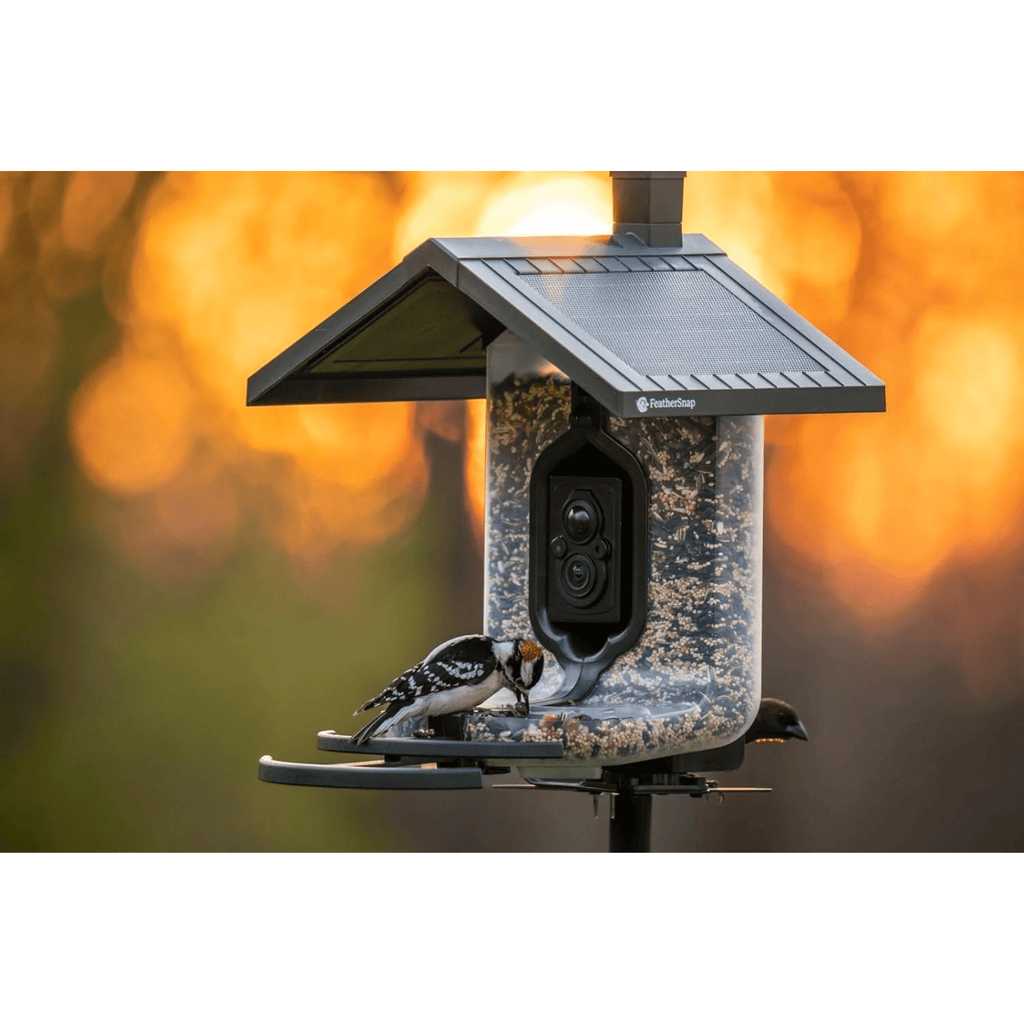 FeatherSnap Scout WiFi Solar Powered Smart Bird Feeder - Green - Lenny's Shoe & Apparel